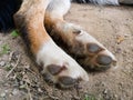 A close up look at the underside of the back dirty dog Ã¢â¬â¹Ã¢â¬â¹paw pads against the ground during the day